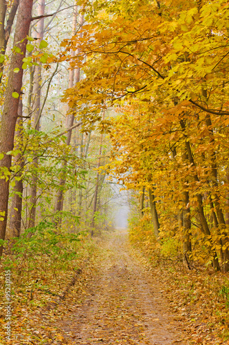 forest morning fog