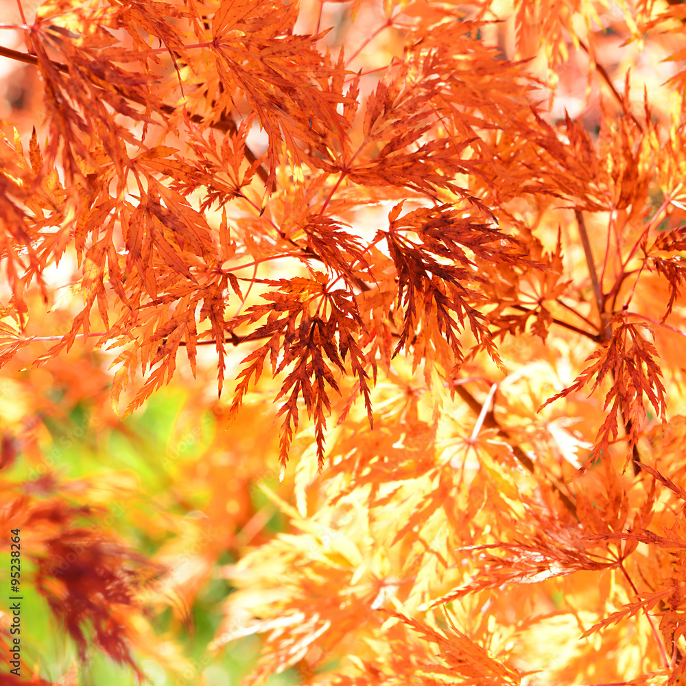 Fototapeta premium Herbst 110