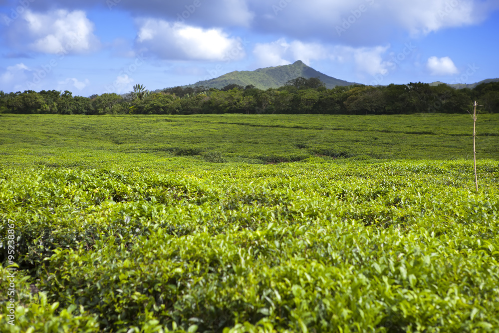 Tea plantation in the foothills. Mauritius