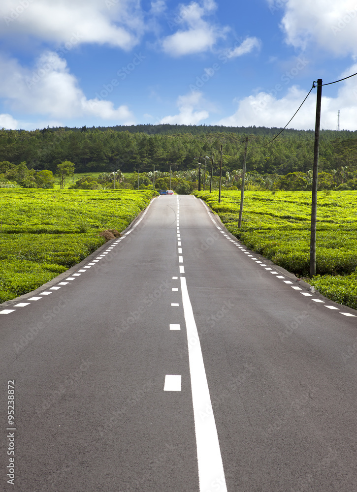 Mauritius. The road among green tea fields.