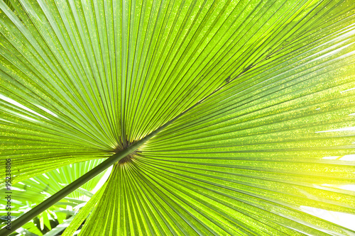 green palm tree leaf close up