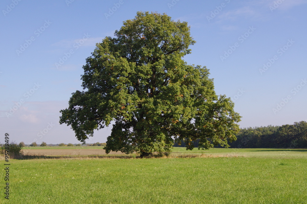 Eiche im Mai Naturdenkmal Schwebheim Eiche im Mai Naturdenkmal Schwebheim