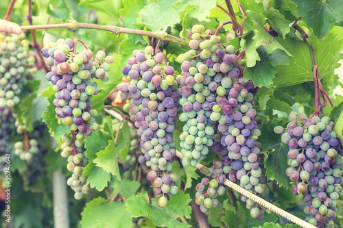 Wallpaper Mural Bunch of grapes with green vine leaves in basket on wooden table Torontodigital.ca