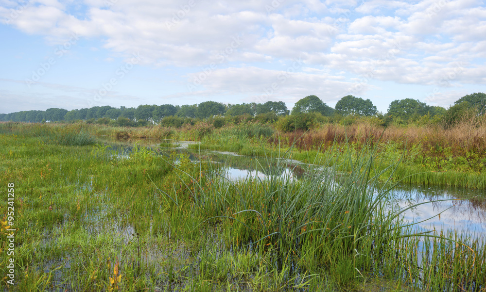 Shore of a lake below a blue cloudy sky in autumn Shore of a lake below a blue cloudy sky in autumn