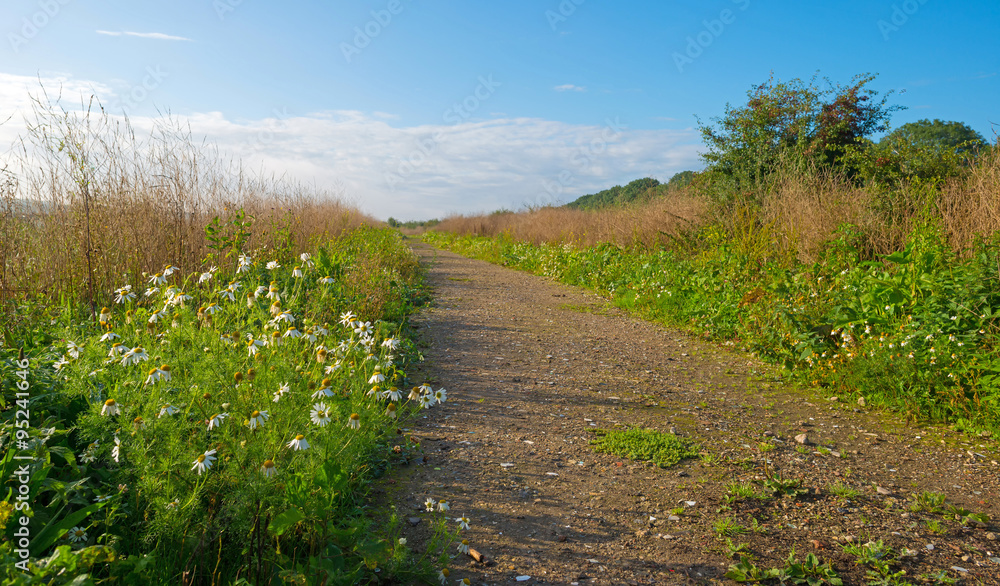 Path through a field at fall Path through a field at fall