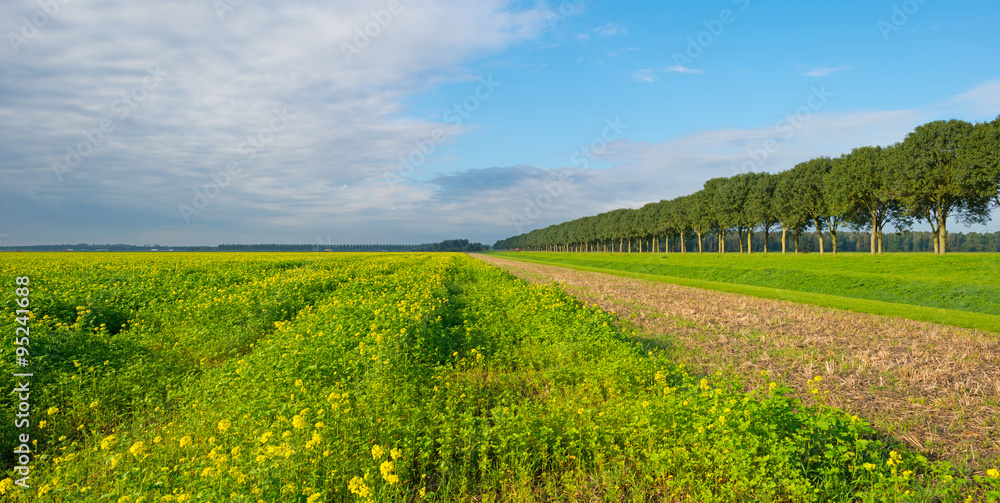 Rapeseed on a sunny field in autumn