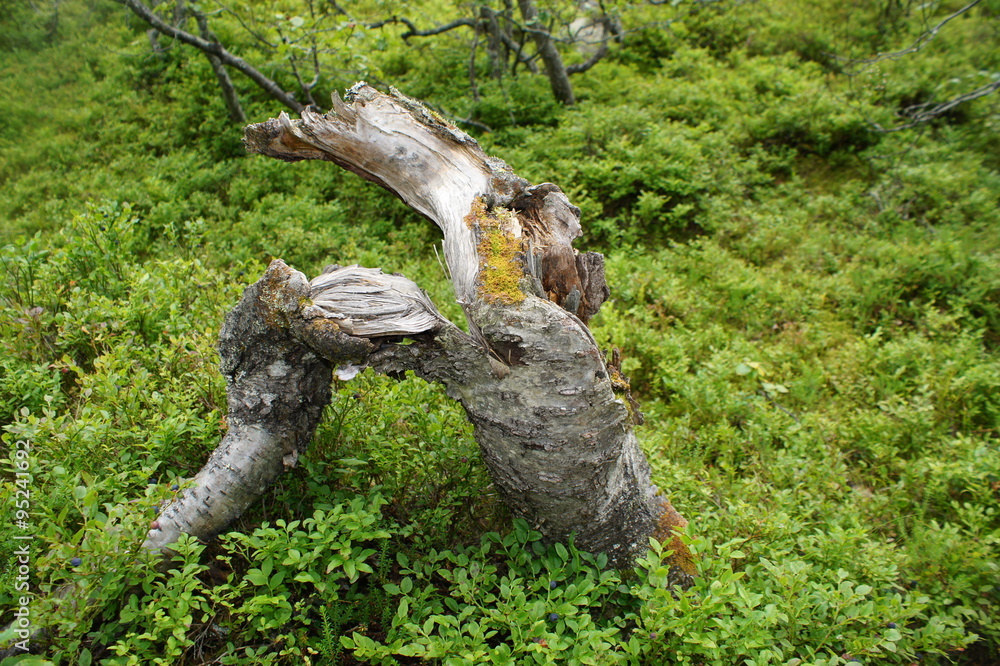 Obraz premium Baumstumpf