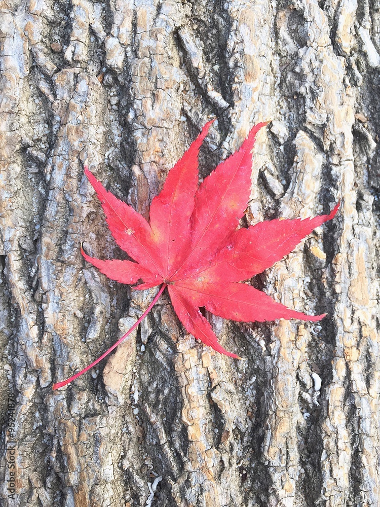 maple leaf on the log