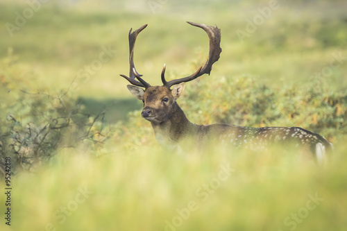 Fallow deer stag rutting in Autumn