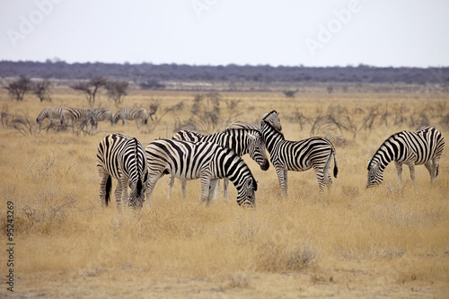 Damara zebra  Equus burchelli  Etosha  Namibia