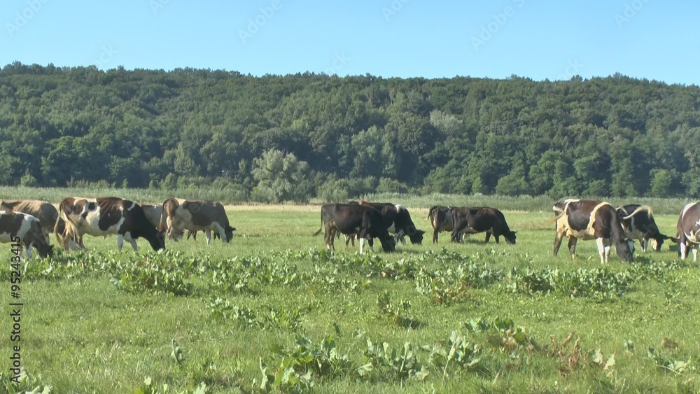 Cows grazing in fresh pastures