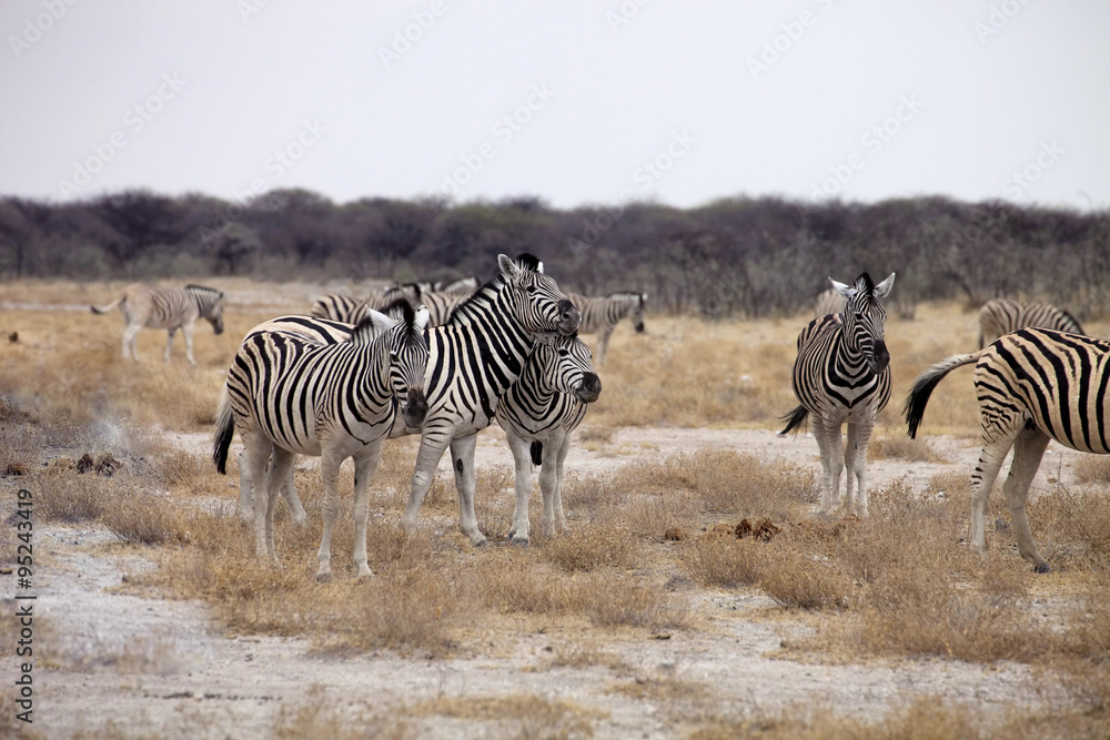 Obraz premium Damara zebra, Equus burchelli herd in steppe, Etosha, Namibia