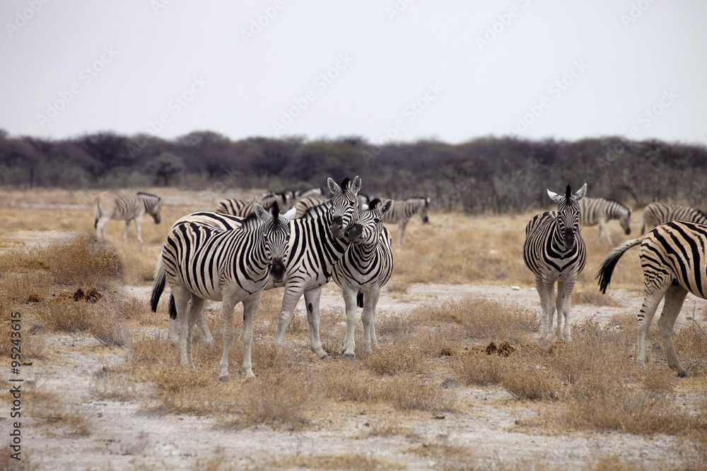 Damara zebra, Equus burchelli herd in steppe, Etosha, Namibia Damara zebra, Equus burchelli herd in steppe, Etosha, Namibia