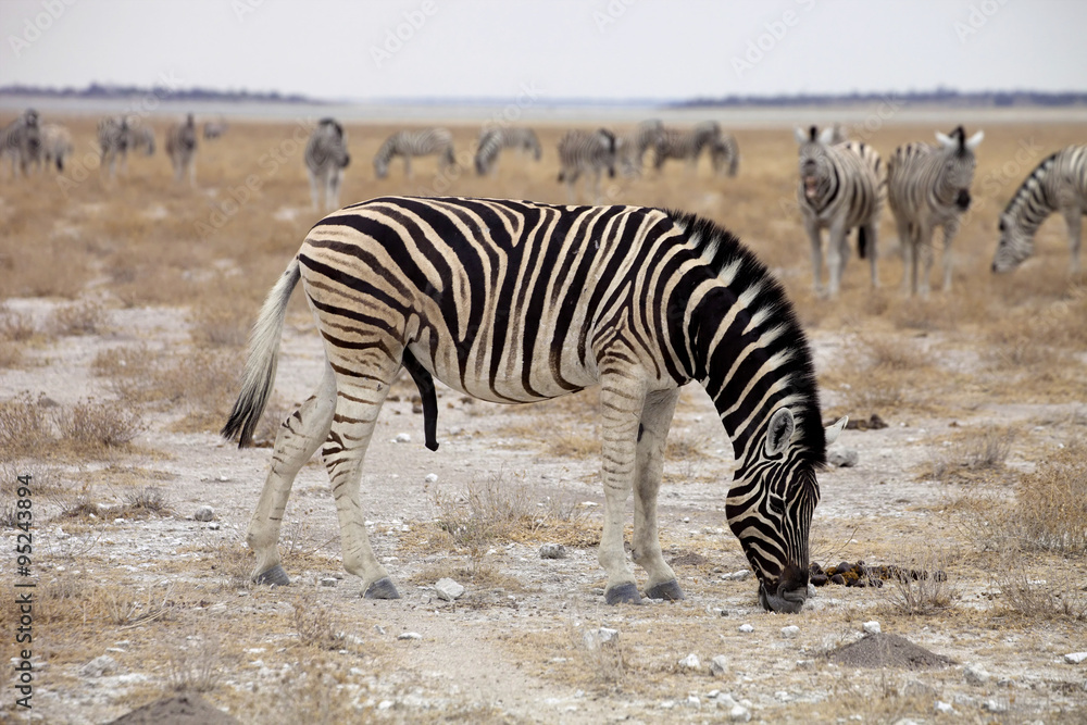 Damara zebra, Equus burchelli herd in steppe, Etosha, Namibia Damara zebra, Equus burchelli herd in steppe, Etosha, Namibia