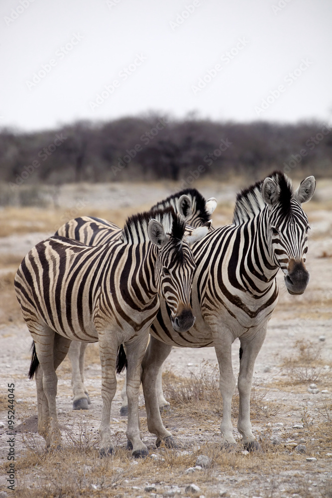 Fototapeta premium Damara zebra, Equus burchelli herd in steppe, Etosha, Namibia