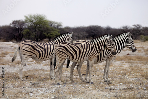 Damara zebra  Equus burchelli  herd in steppe  Etosha  Namibia