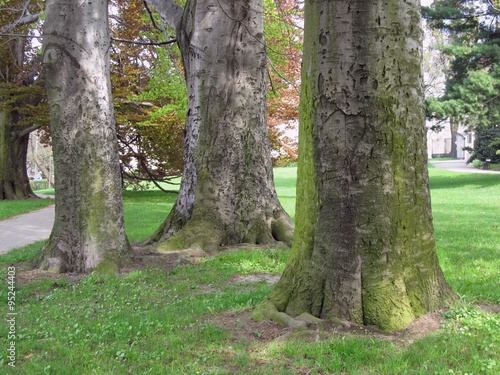 Trunks of three old fat becch trees in the park