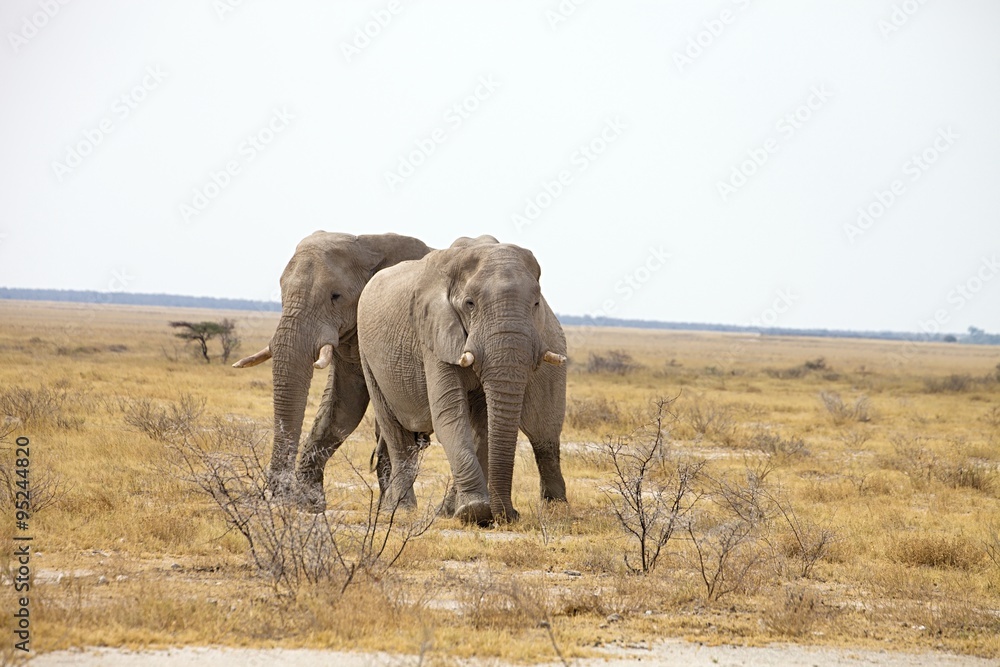 Fototapeta premium The reclusive old African elephants Loxodonta africana bush in the Etosha National Park, Namibia