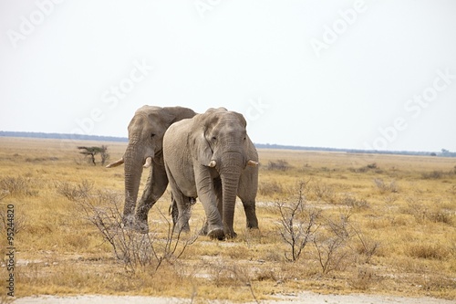 The reclusive old African elephants Loxodonta africana bush in the Etosha National Park  Namibia