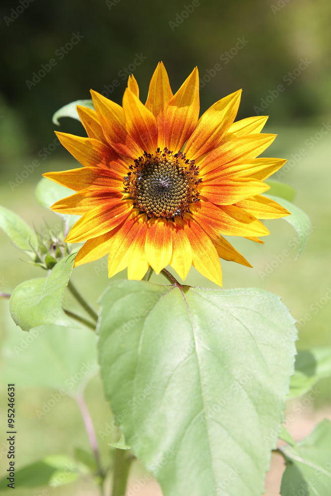 Obraz premium One organic sunflower, selective focus