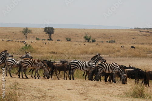 Zebra at Masai Mara  Kenya  Africa