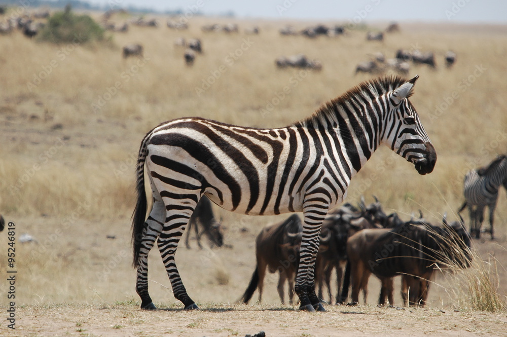 Zebra at Masai Mara, Kenya, Africa Zebra at Masai Mara, Kenya, Africa