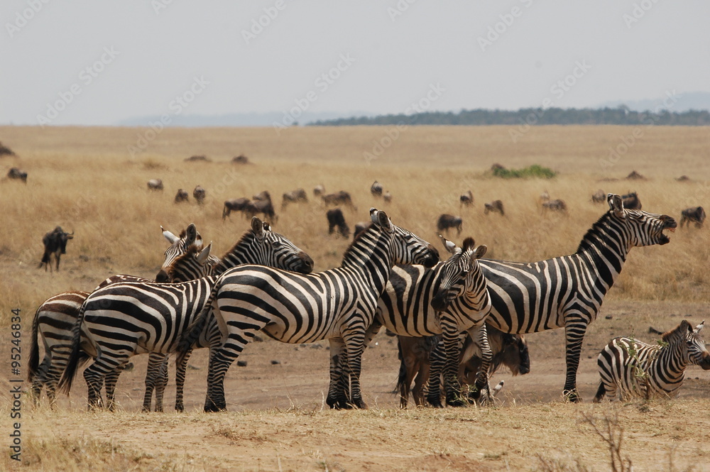 Plains zebra (Equus quagga) at Masai Mara Plains zebra (Equus quagga) at Masai Mara