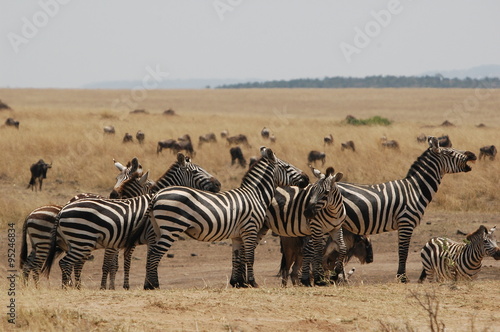 Plains zebra (Equus quagga) at Masai Mara © PROMA