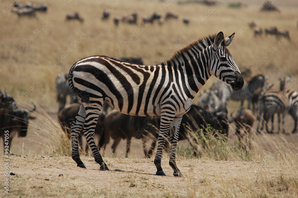 Obraz premium Plains zebra (Equus quagga) at Masai Mara