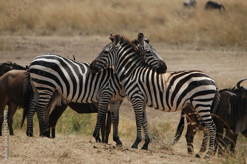 Plains zebra  Equus quagga  at Masai Mara