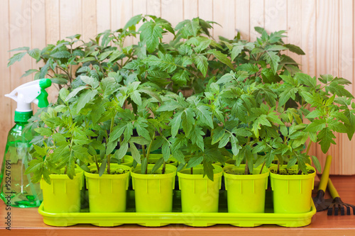 Tomato seedlings in green pots