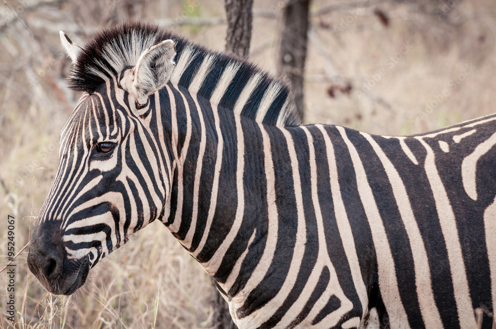 Zebra Zebra