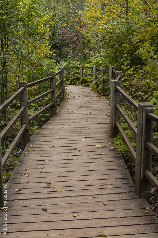 Boardwalk Trail In Woods