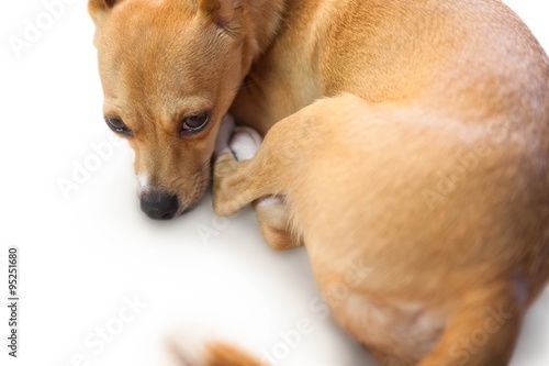 Cute dog lying down © WavebreakmediaMicro