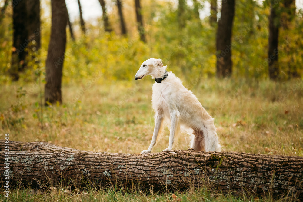 Obraz premium Dog Russian Borzoi Wolfhound Outdoors, Autumn Season