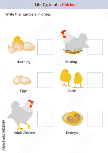 This picture shows the life cycle of a chicken from an egg to a chicken.