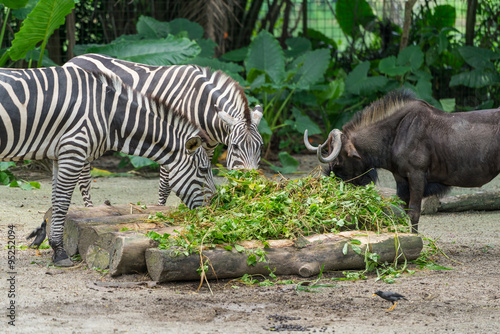 Grazing Zebras / Gazing Zebras