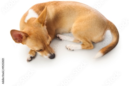 Fototapeta Naklejka Na Ścianę i Meble -  Cute dog lying down