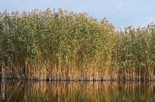 Fotografie reeds on the lake