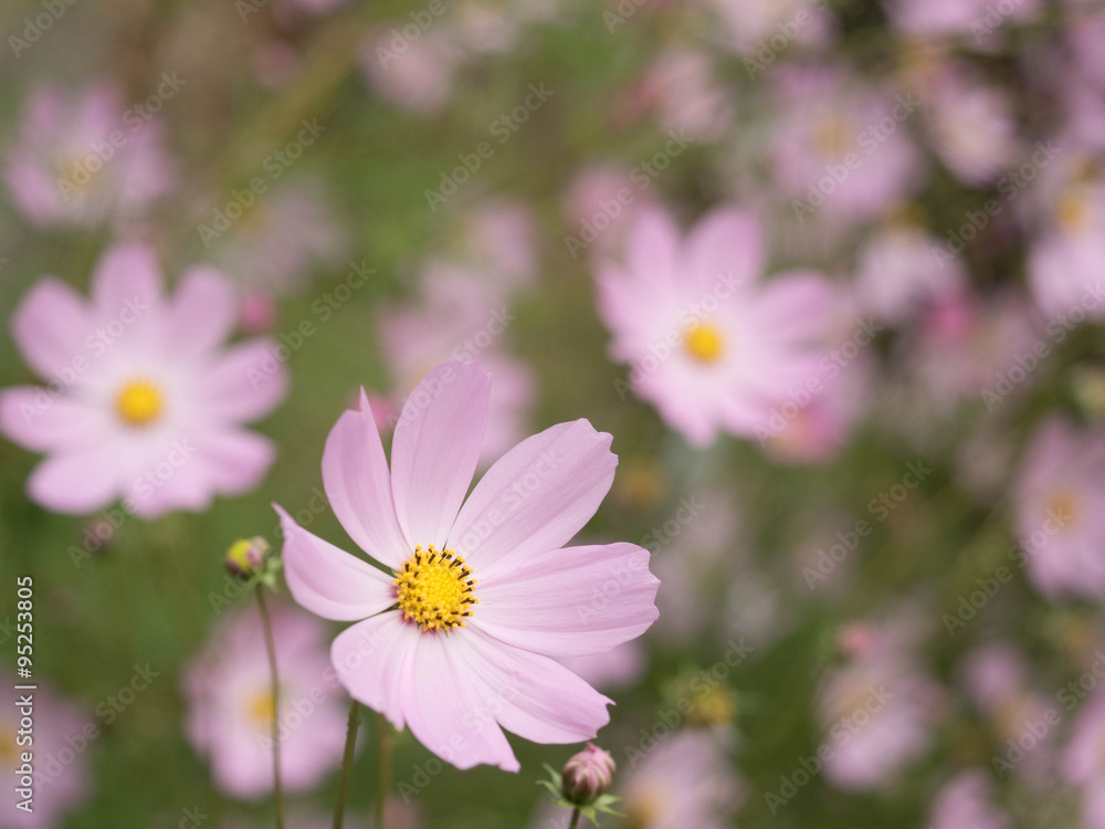 Cosmos flower Cosmos flower