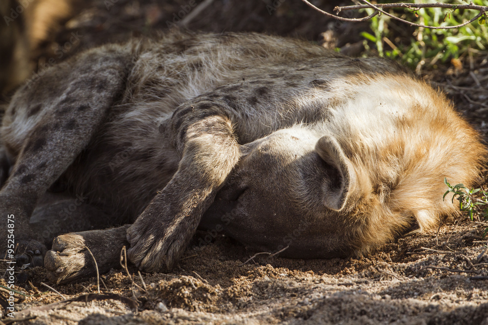 Spotted hyaena in Kruger National park Spotted hyaena in Kruger National park