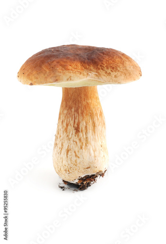 penny bun mushroom isolated on white background. Boletus edulis