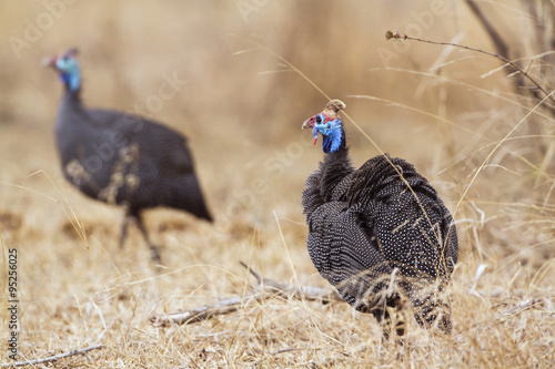 Helmeted guineafowl in Kruger National park photo