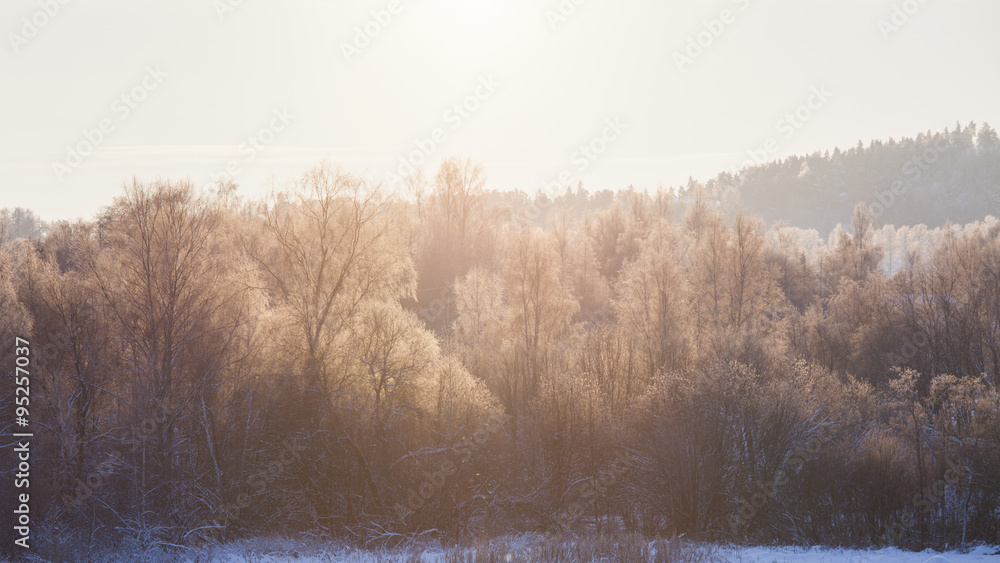 Trees illuminated by morning sun at winter Trees illuminated by morning sun at winter