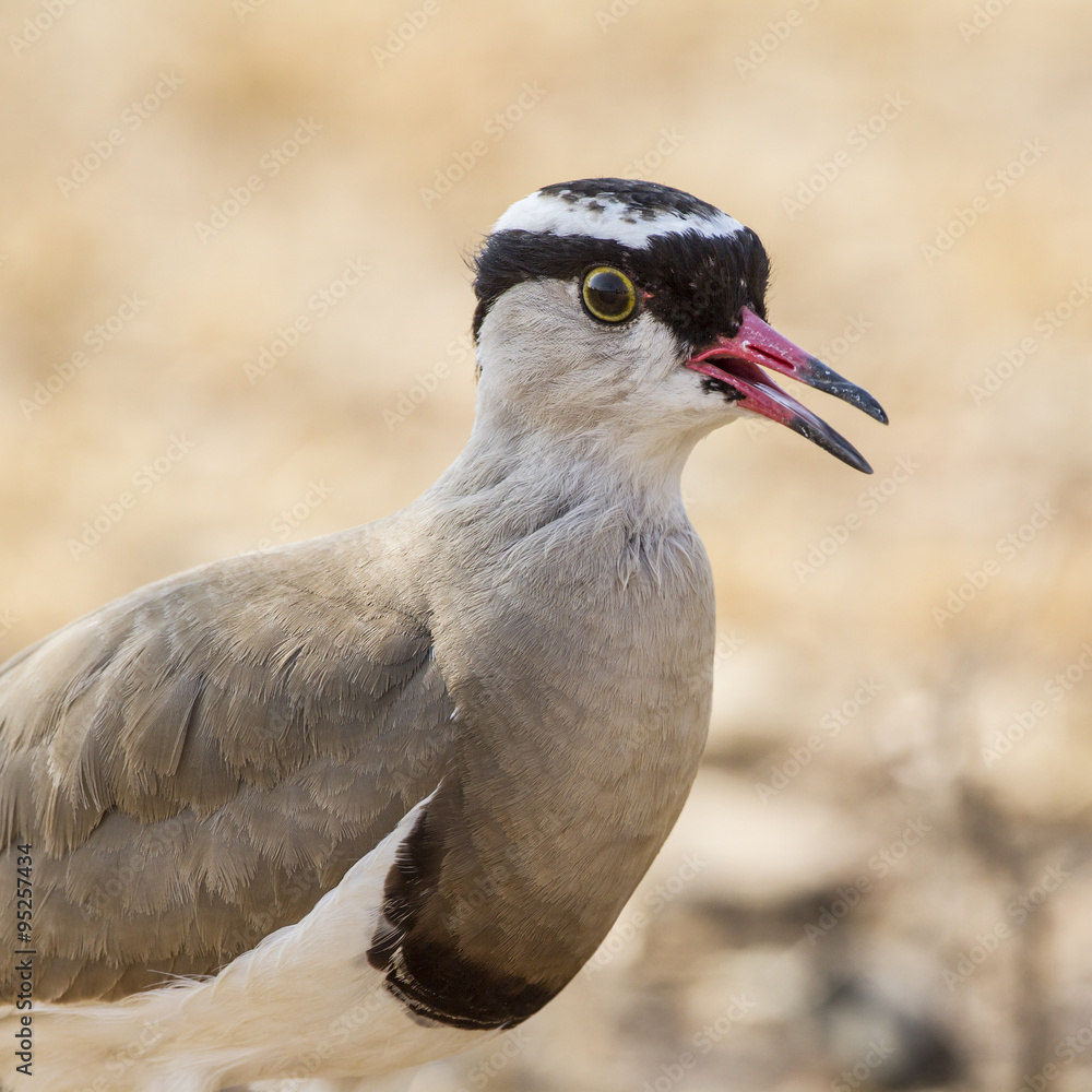 Crowned lapwing in Kruger National park Crowned lapwing in Kruger National park