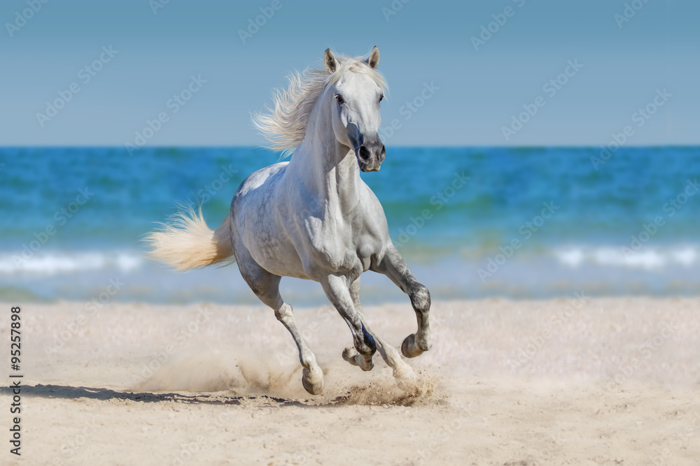 Horse run against the ocean
