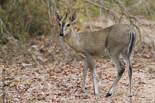 Common duiker in Kruger National park photo