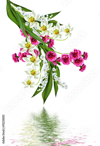 carnation isolated on white background #95258015