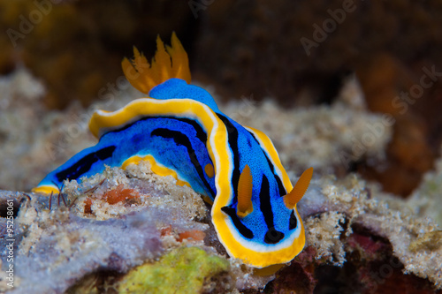 Yellow, blue, white, purple and black nudibranch. Underwater pho