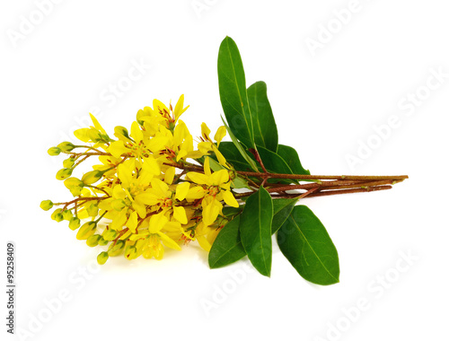 yellow flower(Galphimia, Gold Shower) on white photo